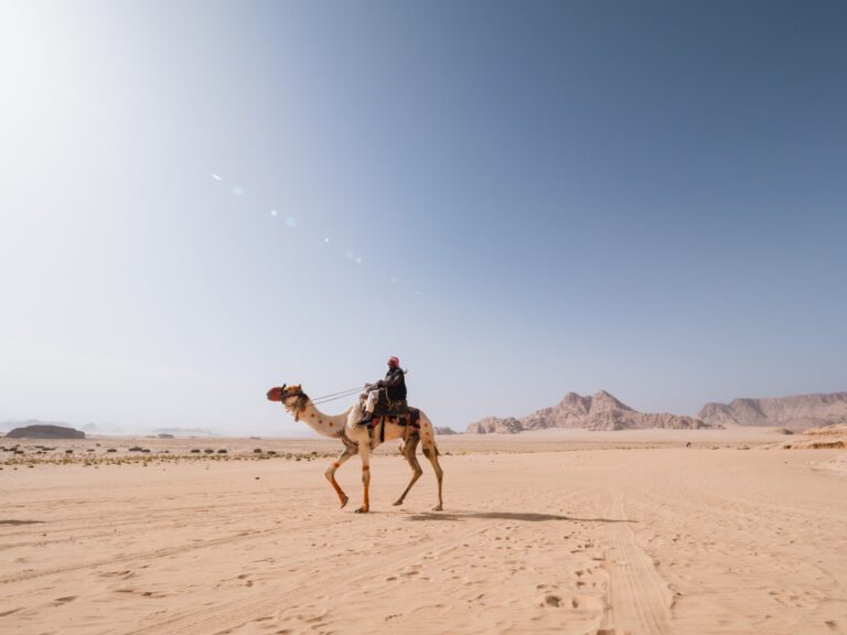 Camel in Jordan Wadi Rum