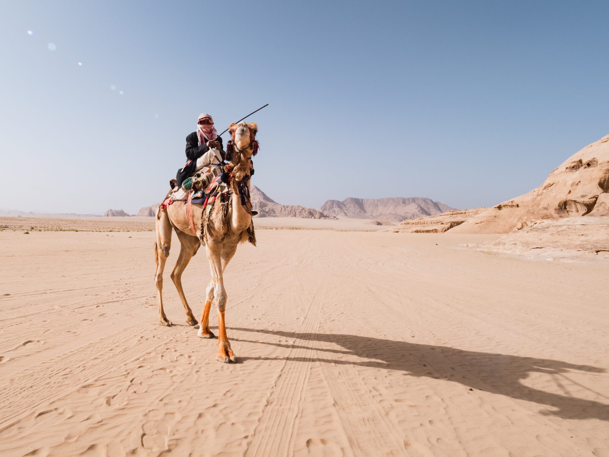 Kameel in Wadi Rum, Jordanië.